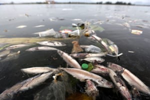 Dead fish dumpbed by fishermen in the coastal waters of Lampulo, Banda Aceh, Indonesia. Lack of refrigeration results in many fishermen throwing away part of their catch.