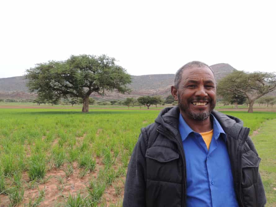 Community leader Gebremichael Giday stands in a field in Abrha We Atsbha . Faidherbia albida trees, which provide nutrients to the newly sprouted cereal crop, are clearly visible behind him.