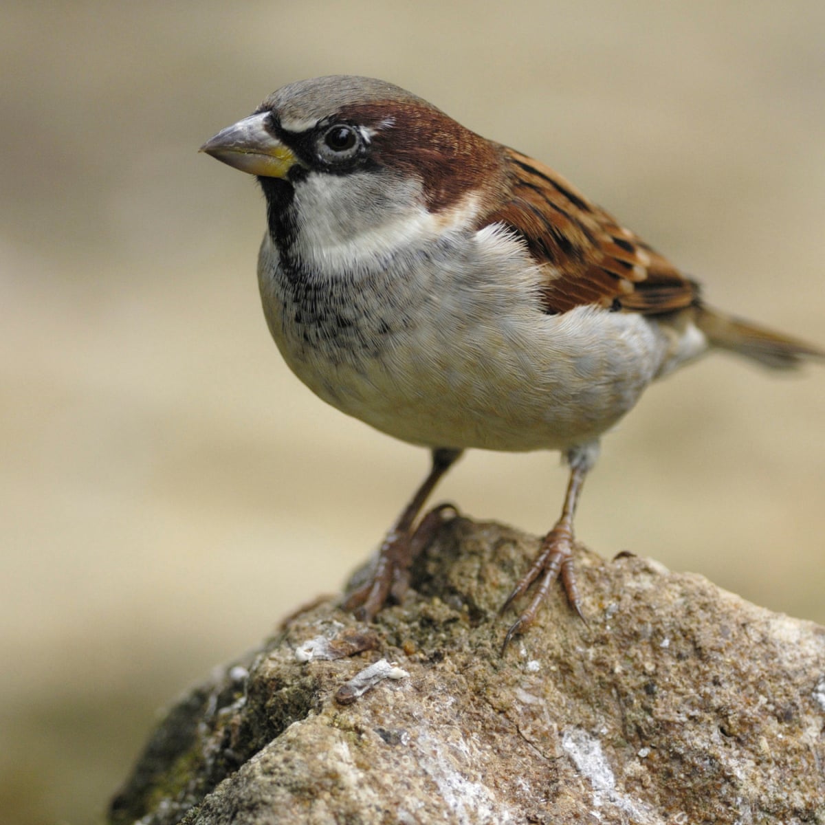 House Sparrows Flocking Back To British Gardens Survey Shows