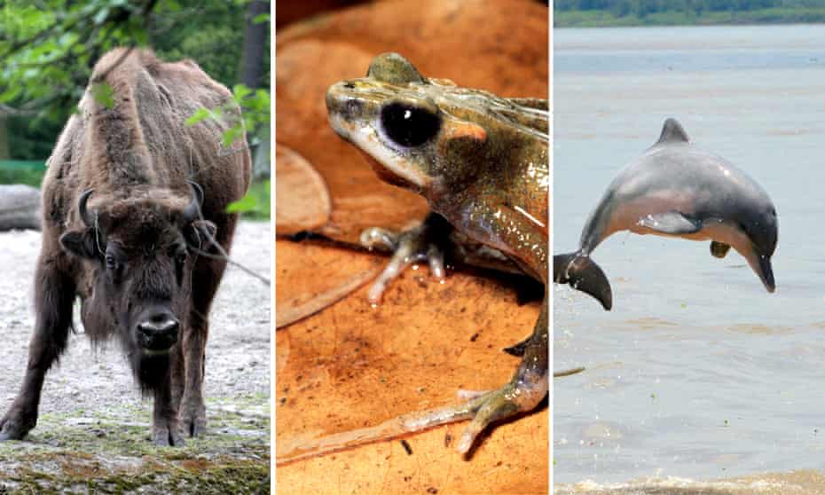 Bison Recovering But 31 Other Species Now Extinct Says Red List Endangered Species The Guardian All Endangered Species List 2022 Global