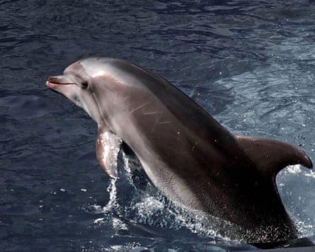 A dolphin emerging from the water.
