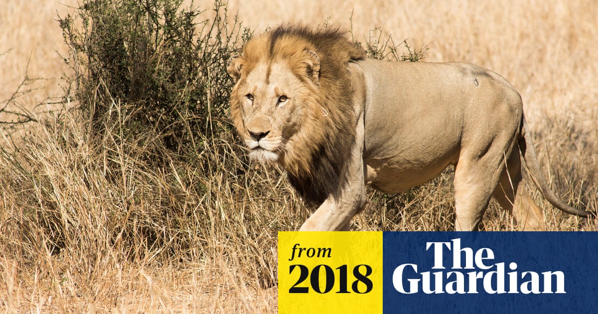 Lion poaching: the brutal new threat to Africa’s prides