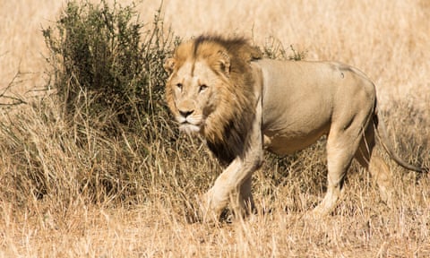 Wild lion in Kruger national park, South Africa.