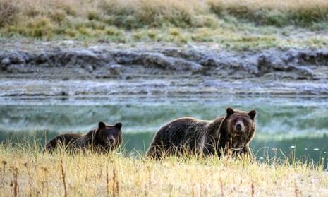 Wildlife conservation groups sue over lack of plan for railroad to reduce  grizzly deaths in Montana