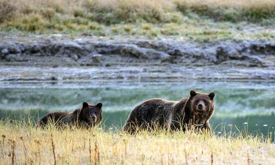 A Grizzly bear mother and her cub