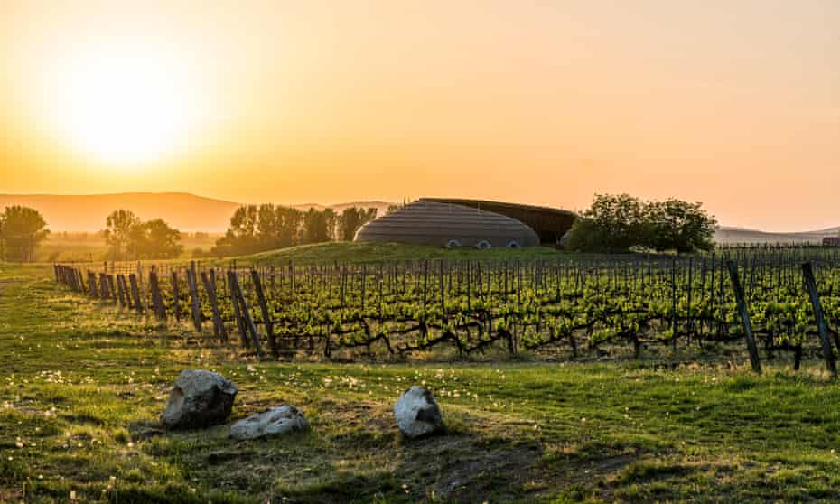 Vineyard in Tokaj at sunset, Hungary