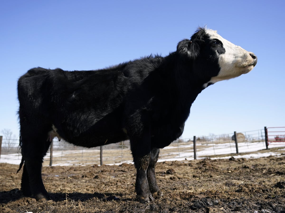 Feeding Cows Seaweed Could Cut Their Methane Emissions By 82 Scientists Say Greenhouse Gas Emissions The Guardian