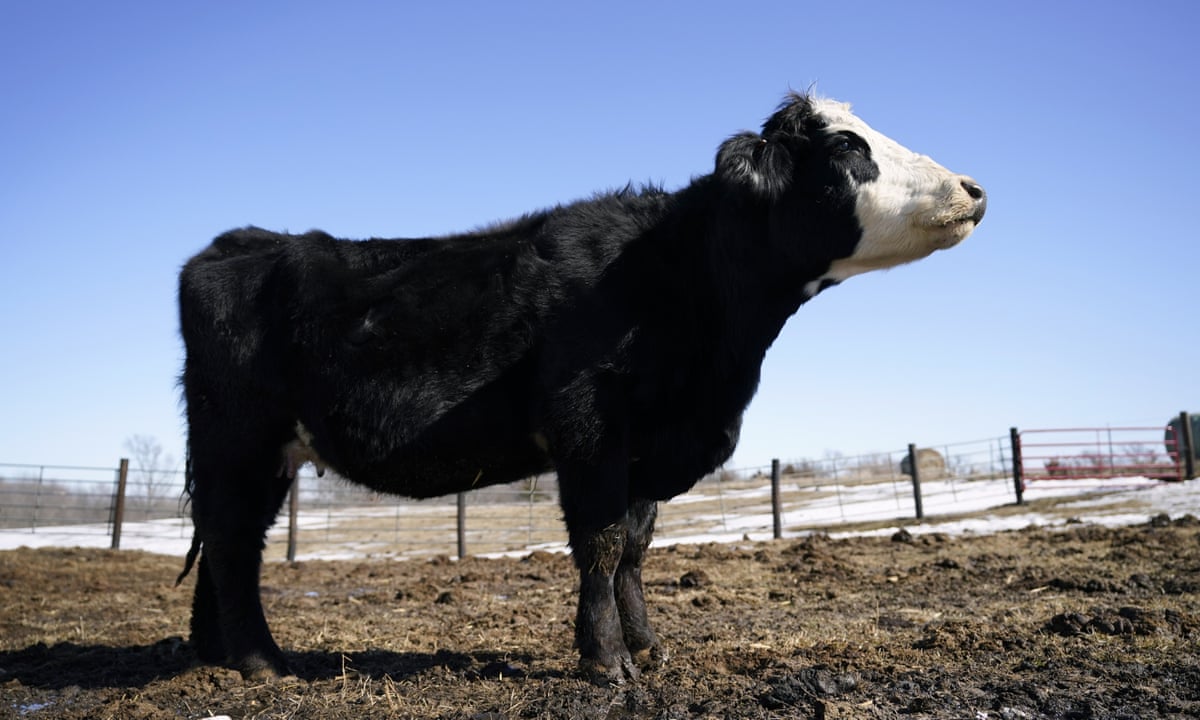 Feeding cows seaweed could cut their methane emissions by 82%, scientists say | Greenhouse gas emissions | The Guardian