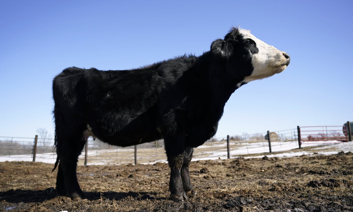 Feeding cows seaweed could cut their methane emissions by 82%, scientists  say | Greenhouse gas emissions | The Guardian