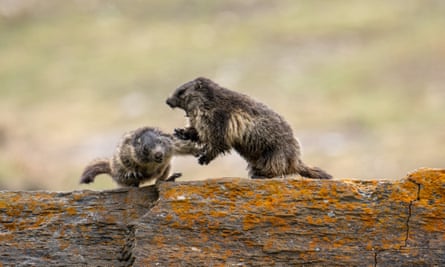 Two alpine marmots fighting on a log