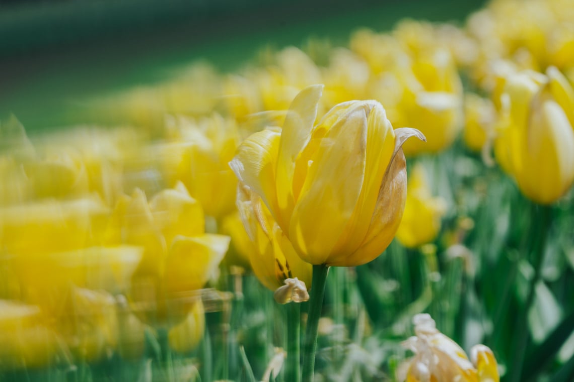Seventy tulip species on show
