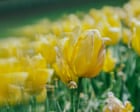 Blooming beautiful! The Tesselaar tulip festival – in pictures