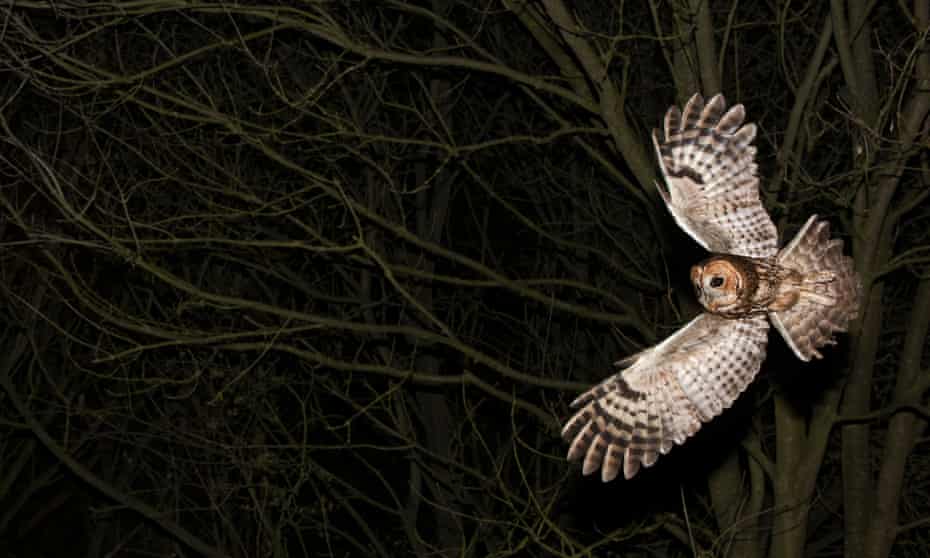 A tawny owl hunting at night.