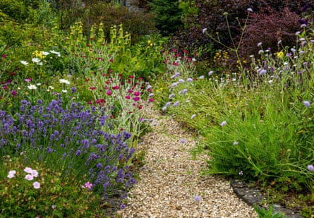 Colourful flowering plants in a garden.