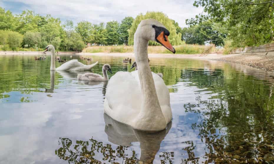 A family of swans in a city pond, in England.