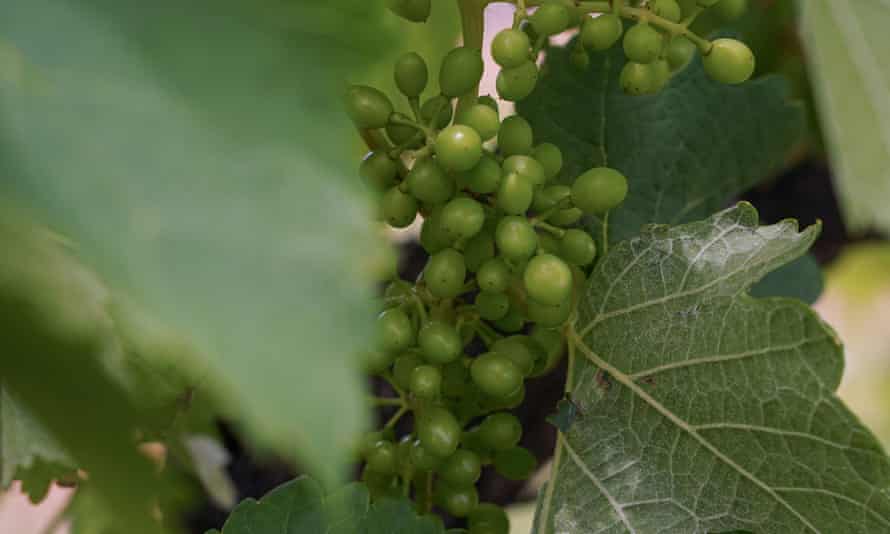 Simon Birmingham says the Coalition won’t ‘trade away’ winemakers and agricultural producers.