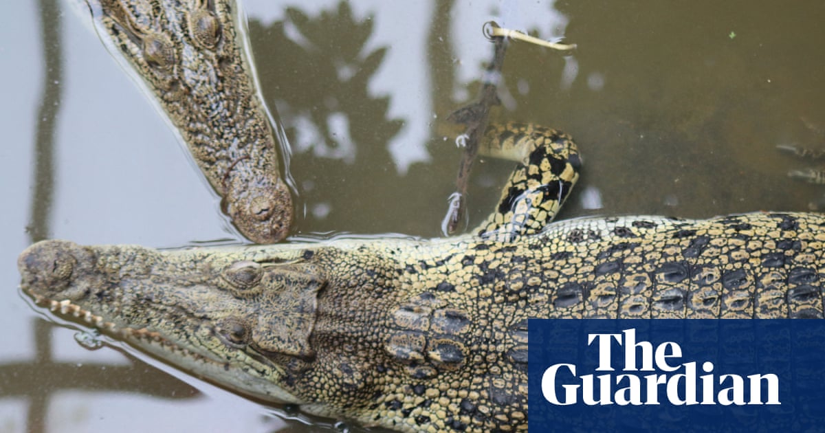 Wowcher apologises for email referencing toddler crocodile attack