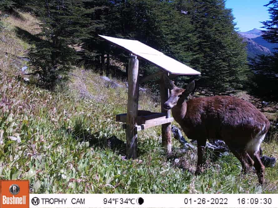 A hidden camera captures one of the rare deer on the slopes of Las Horquetas valley.