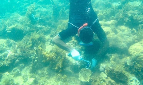 transplanting coral on wasini Island