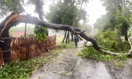 Trees downed in Cyclone Mocha’s winds near Cox’s Bazar, Bangladesh