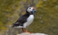 A puffin sits on a rock with a bill full of sandeels.