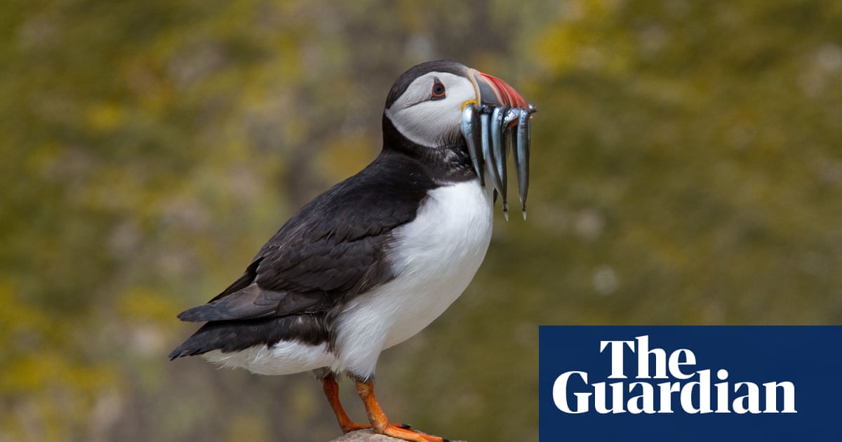 Ministers’ nature policies ‘cover up’ environmental failings, wildlife groups say | Conservation