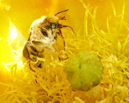 A closeup of a cactus bee inside a yellow flower.