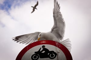 Common gulls, Padstow, Cornwall, UK