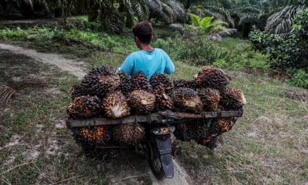 A worker carries freshly harvested palm fruits on his motorbike at a palm oil plantation in North Sumatra, Indonesia
