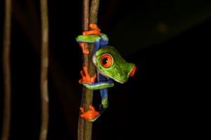 A red-eyed tree frog clinging to a shoot in the pitch-black rainforest of Sarapiqui, Costa Rica