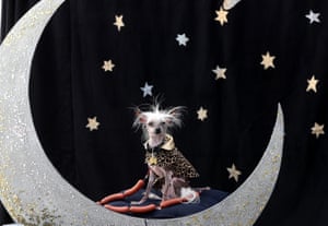 A Chinese crested dog named Rascal Deux of Sunnyvale, California, poses during the contest