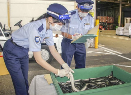 Two customs officers in uniform on an airport apron. One lifts an eel out of a large green crate full of eels while the other writes on a clipboard