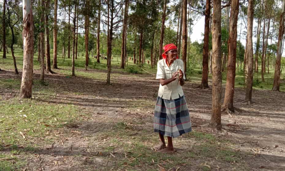 Jane Rotich, a forest scout, among some of the trees she took care of at Chepalungu forest