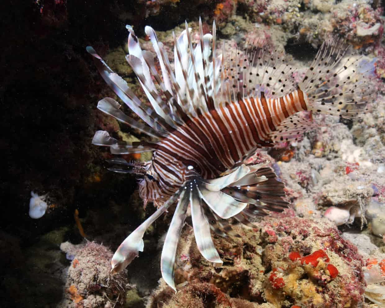 A Lionfish is seen swimming among corals