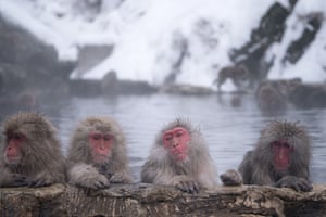 Macacos se banham em uma fonte termal no parque Jigokudani Yaen-koen em Yamanouchi, Japão