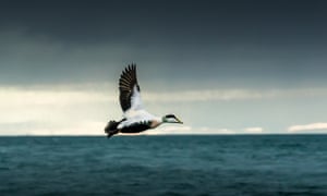 The Weird Magic Of Eiderdown World News The Guardian