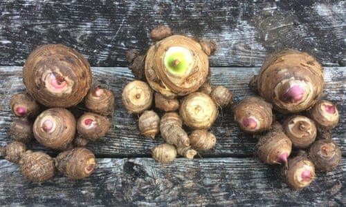 Three bunches of taro next to each other on a table. Taro is believed to have been one of the earliest cultivated plants.