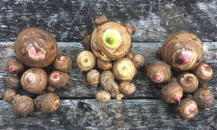 Trois grappes de taro côte à côte sur une table.  On pense que le taro a été l'une des premières plantes cultivées.