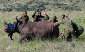 Six rangers stand poised around a rhino, which has been blindfolded