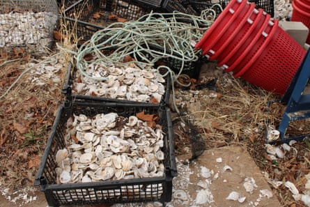 Shells are placed in super trays on Governors Island â€“ temporary reef structures that can be suspended under docks and act as nurseries where oyster larvae can grow.
