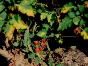 Quail Hill Farm, in Amagansett, New York on July 18th, 2020. Photo by Steven Molina Contreras for The Guardian.