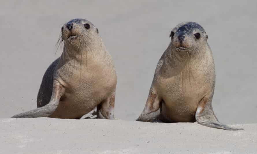 Seals on the beach at Seal Bay.