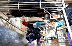 Chinese workers collect bear bile at a controversial farm in 2012.