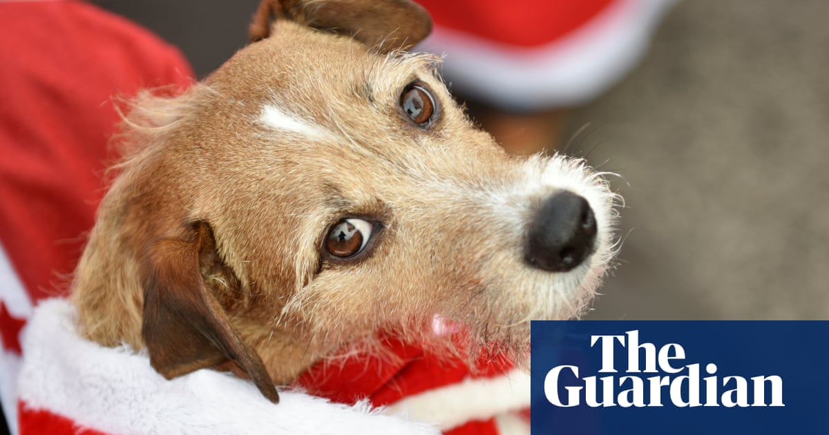 Santa claws: UK supermarkets sell festive snacks for pets