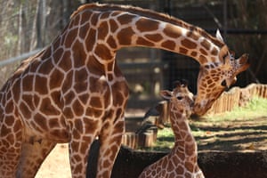 Perth, Australia: Perth zoo’s giraffe Kitoto and her calf appear in public. The unnamed female giraffe calf was born as part of a regional breeding programme to prevent the extinction of the species. The zoo is holding a public competition to name the calf