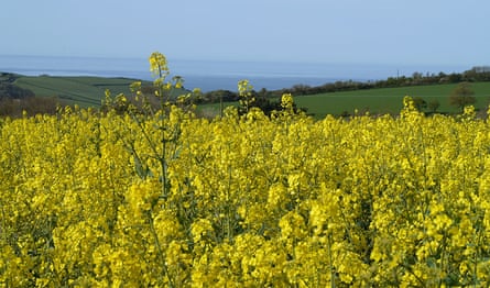 The rapeseed crop of Jonathan Bell