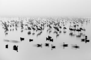 Zoom Out on Nature, finalista Awakenings by Bence Mate, tirada no parque nacional Kiskunsag, Hungria