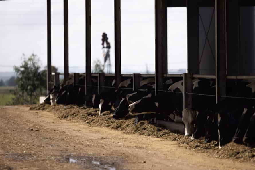 Dairy cows at the Scotts Flat farm