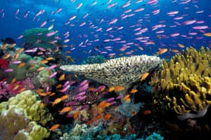 Tropical coral reef, Fiji