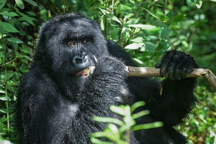 A mountain gorilla at the Volcanoes National Park, Rwanda